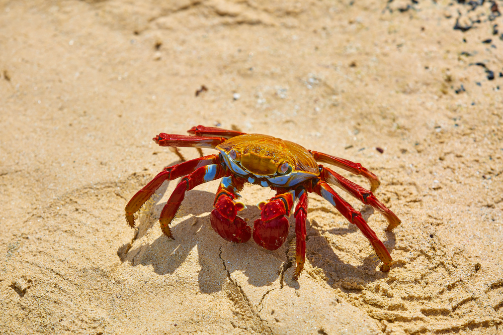 Vulnerable Confluence Server and Data Center abused to deliver GandCrab and AESDDoS botnet Vulnerable Confluence Server and Data Center abused to deliver GandCrab and AESDDoS botnet