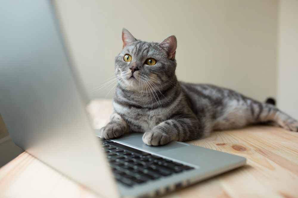 Charming Kittens APT Group Targets Security Researchers From the US and the Middle East Charming Kittens APT Group Targets Security Researchers From the US and the Middle East